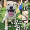 adoptable Dog in  named Willow from Korea