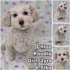 adoptable Dog in Federal Way, WA named Chloe from Korea