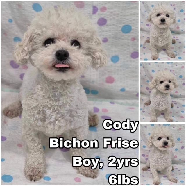 adoptable Dog in Federal Way, WA named Cody from Korea