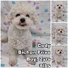 adoptable Dog in  named Cody from Korea