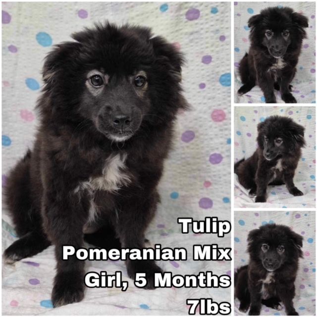 adoptable Dog in Federal Way, WA named Tulip from Korea