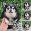 adoptable Dog in  named Munchkin from Korea