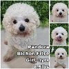 adoptable Dog in  named Pandora from Korea