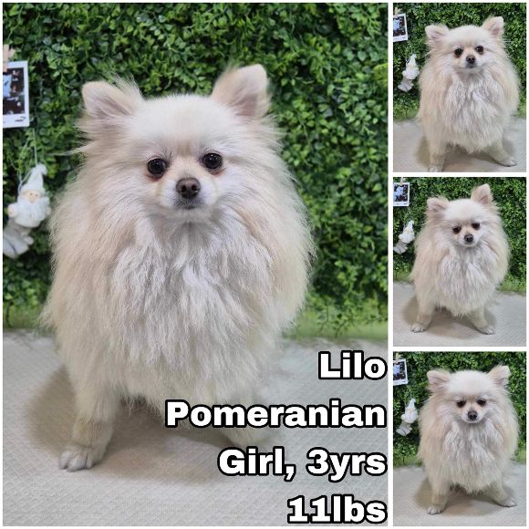 adoptable Dog in Federal Way, WA named Lilo from Korea