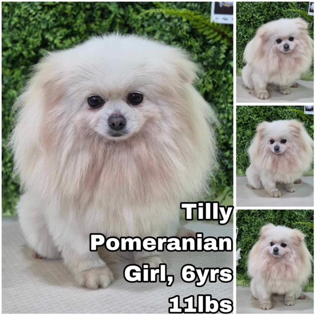 Dog For Adoption - Tilly From Korea, A Pomeranian In Joint Base Lewis 