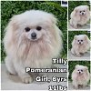 adoptable Dog in  named Tilly from Korea