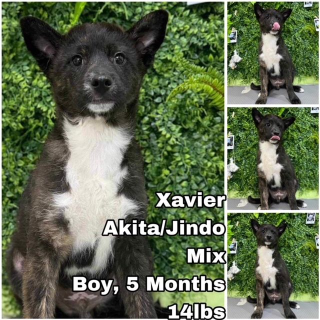 adoptable Dog in Federal Way, WA named Xavier from Korea