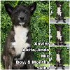 adoptable Dog in , WA named Xavier from Korea