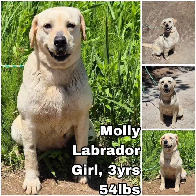 Molly From Korea - Labrador Retriever