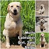 adoptable Dog in  named Molly from Korea