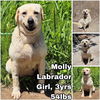 adoptable Dog in , WA named Molly from Korea