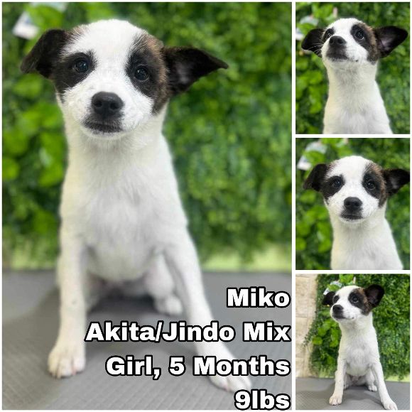 Dog adoption in Federal Way, WA 98003 : Akita / Jindo (Korean) / Mixed ...