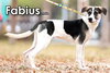 Fabius from Taiwan - Photo 4