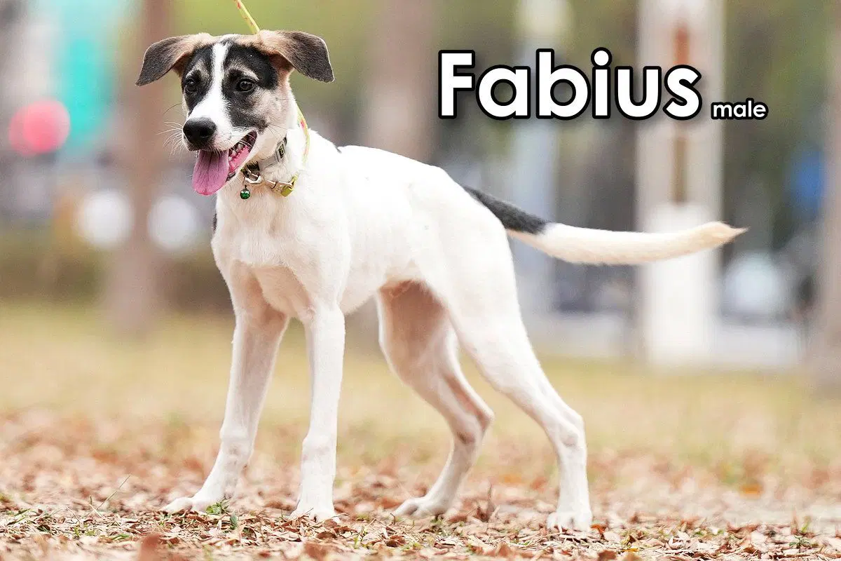 Fabius From Taiwan image 3