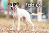 Fabius from Taiwan - Photo 3