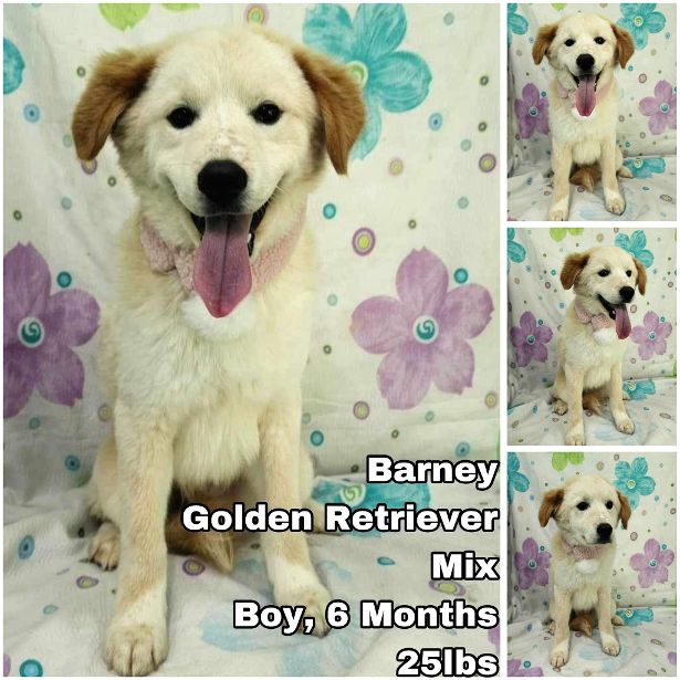 Dog for Adoption - Barney from Korea, a Golden Retriever in Picnic ...