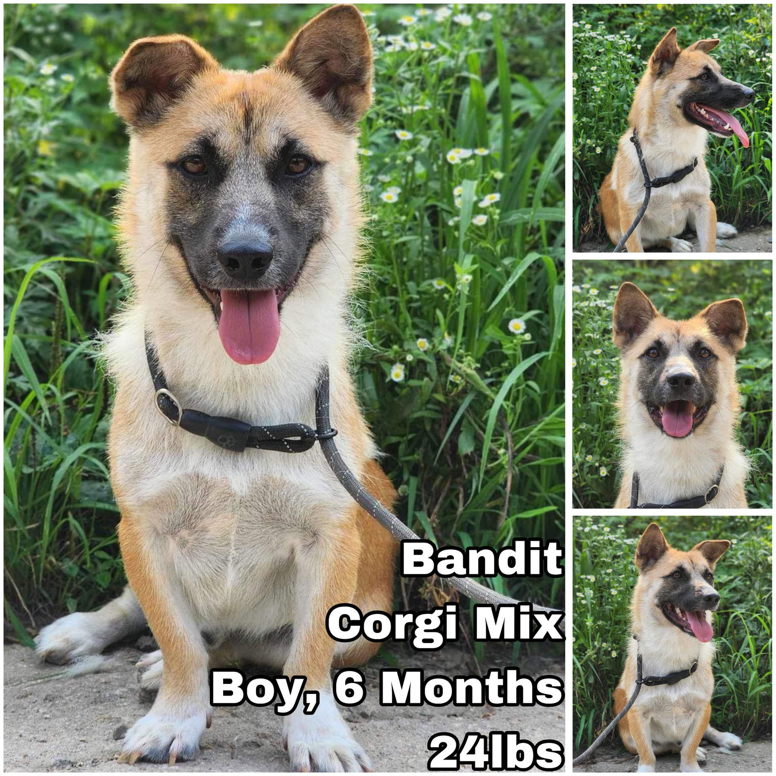 adoptable Dog in Federal Way, WA named Bandit from Korea