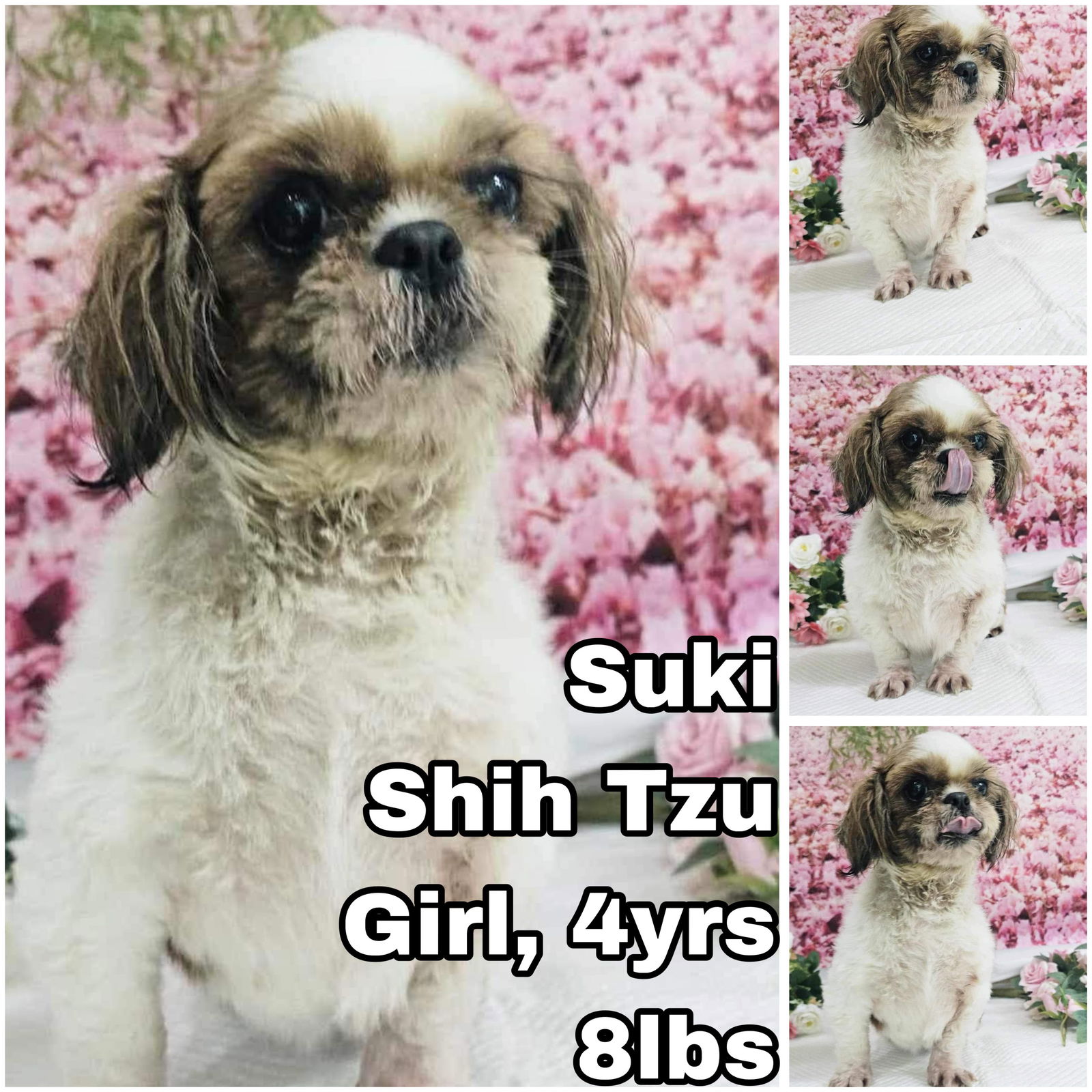 adoptable Dog in Federal Way, WA named Suki from Korea