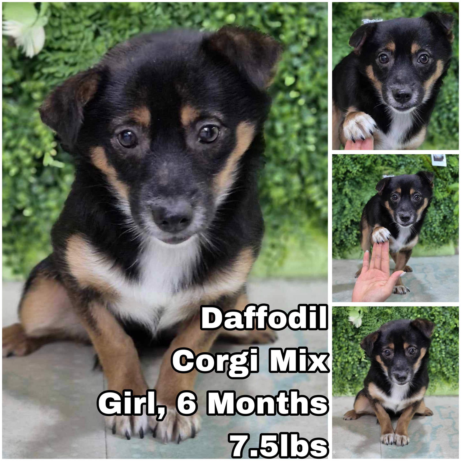 adoptable Dog in Federal Way, WA named Daffodil from Korea