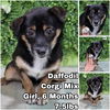 adoptable Dog in  named Daffodil from Korea