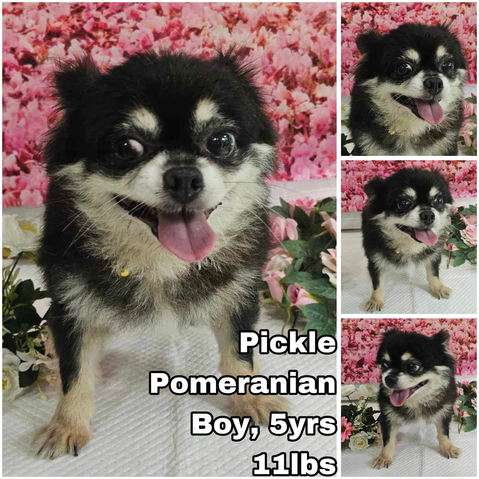 adoptable Dog in Federal Way, WA named Pickle from Korea