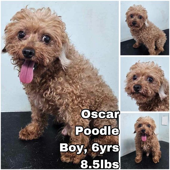 adoptable Dog in Federal Way, WA named Oscar from Korea