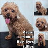 adoptable Dog in  named Oscar from Korea