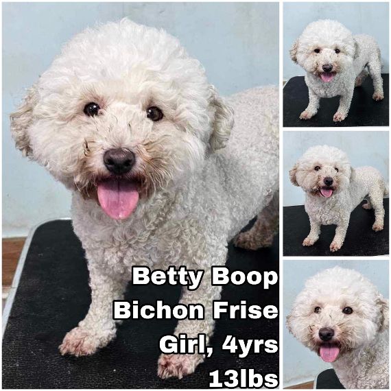 adoptable Dog in Federal Way, WA named Betty Boop from Korea