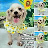 adoptable Dog in  named Sunflower from Korea