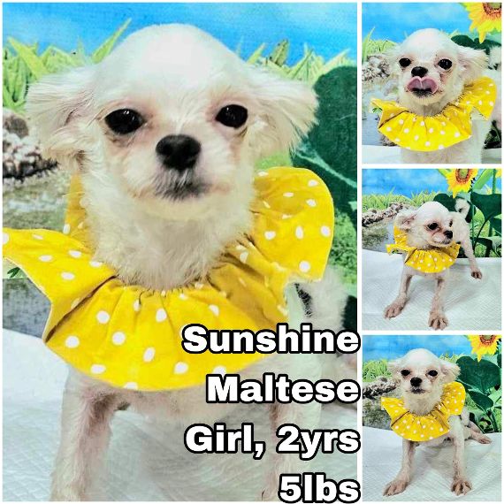 adoptable Dog in Federal Way, WA named Sunshine from Korea