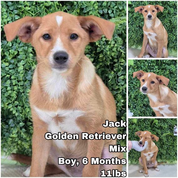 adoptable Dog in Federal Way, WA named Jack from Korea