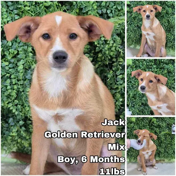 Jack From Korea - Golden Retriever