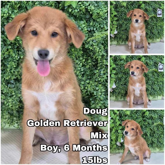 adoptable Dog in Federal Way, WA named Doug from Korea