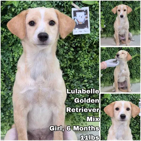 Lulabelle From Korea - Golden Retriever