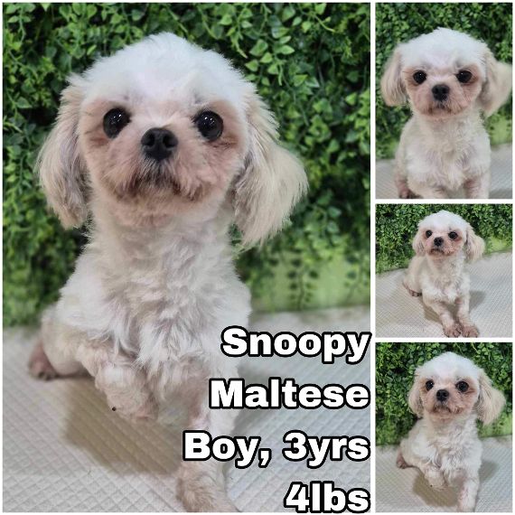 adoptable Dog in Federal Way, WA named Snoopy from Korea