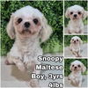 adoptable Dog in  named Snoopy from Korea