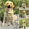 adoptable Dog in , WA named Lizzy from Korea