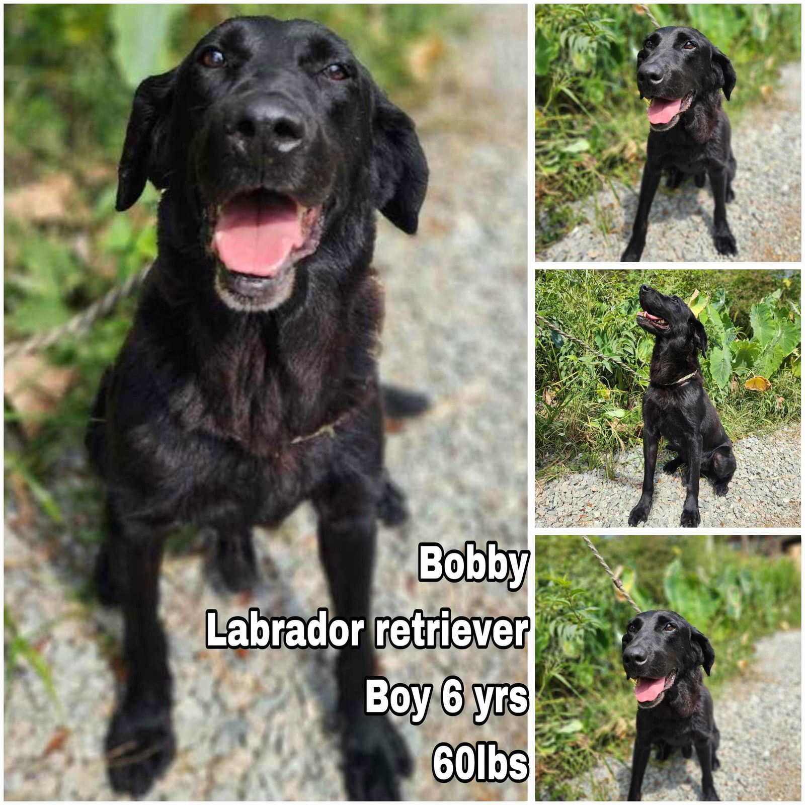 adoptable Dog in Federal Way, WA named Bobby from Korea