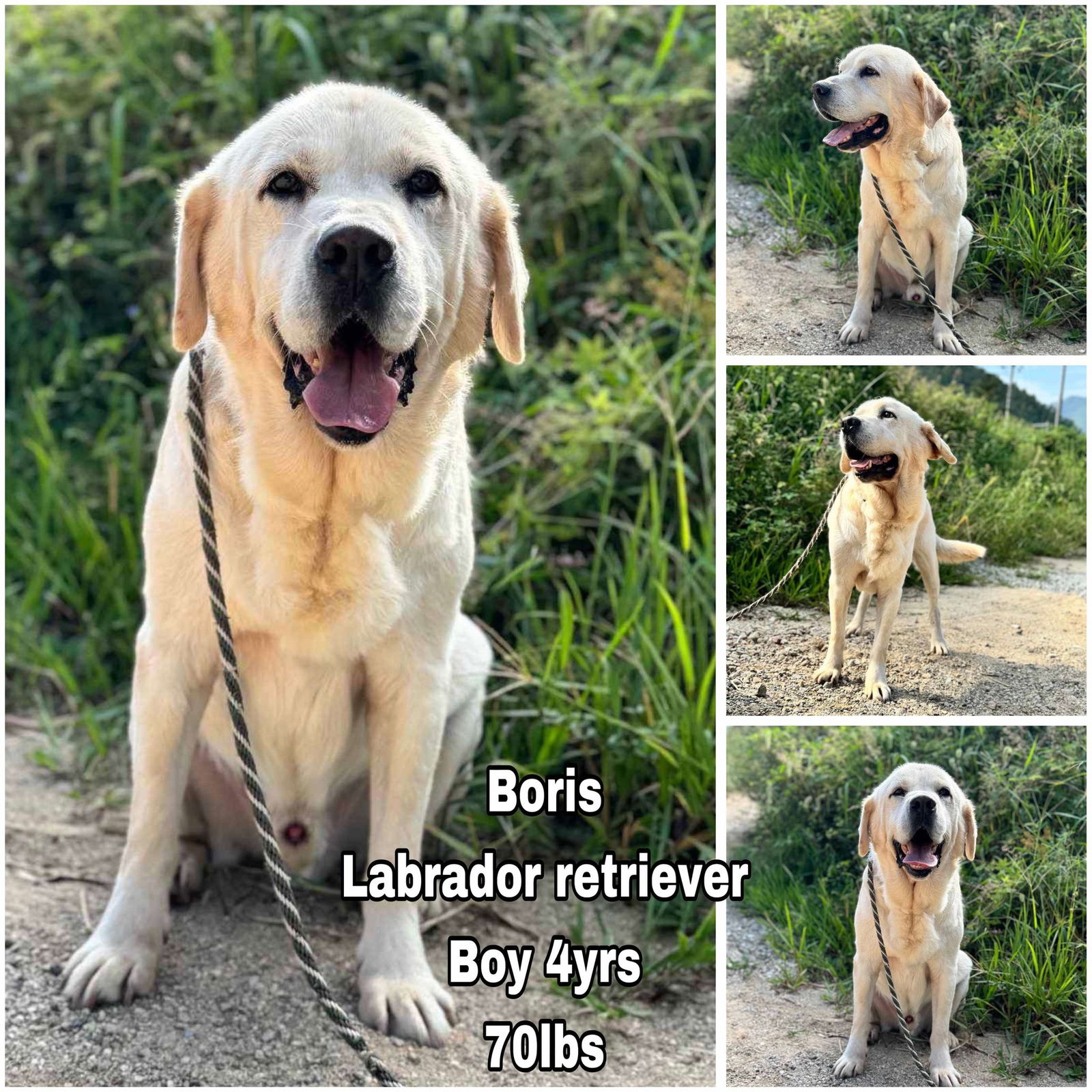 adoptable Dog in Federal Way, WA named Boris from Korea