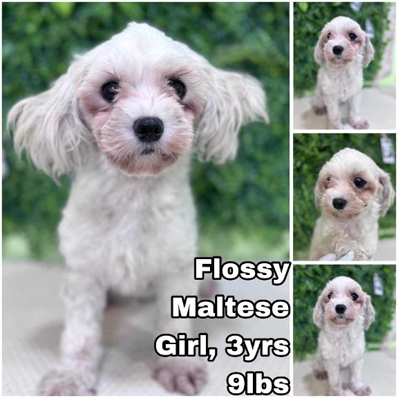 adoptable Dog in Federal Way, WA named Flossy from Korea