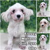 adoptable Dog in , WA named Flossy from Korea