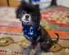 adoptable Dog in  named Mac Fox