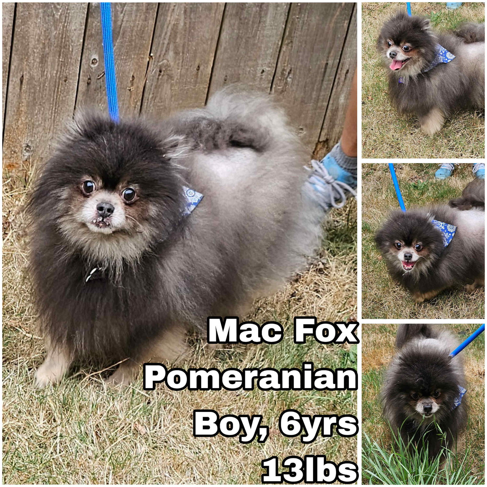 Mac Fox Image
