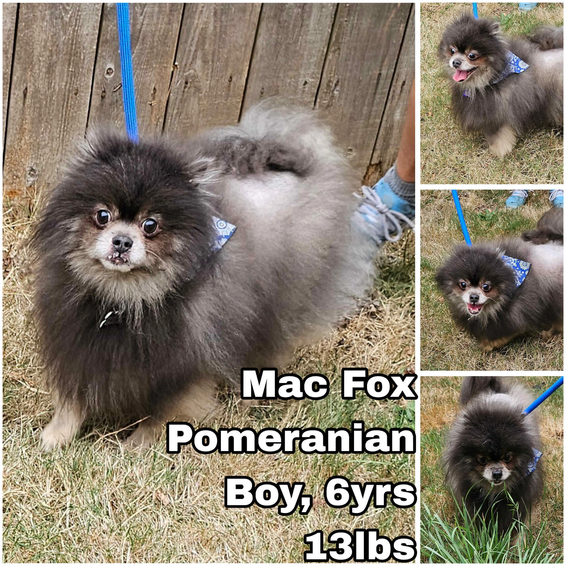 Mac Fox