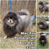 Mac Fox - Photo 1