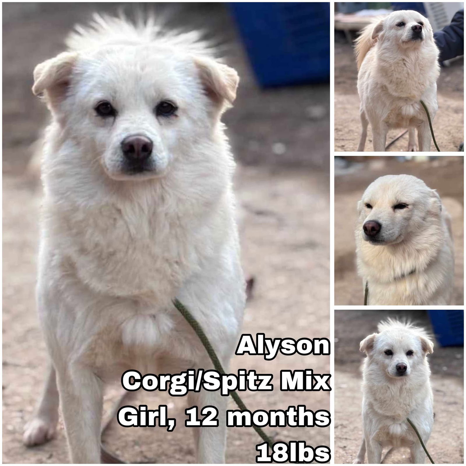 adoptable Dog in Federal Way, WA named Alyson from Korea