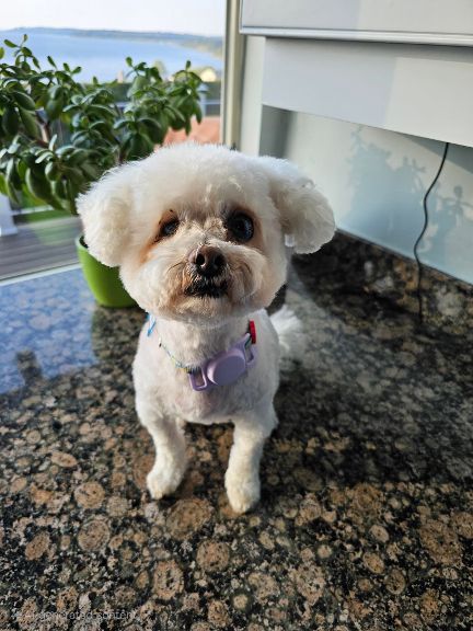 GRACE FROM KOREA - Bichon Frise available for adoption