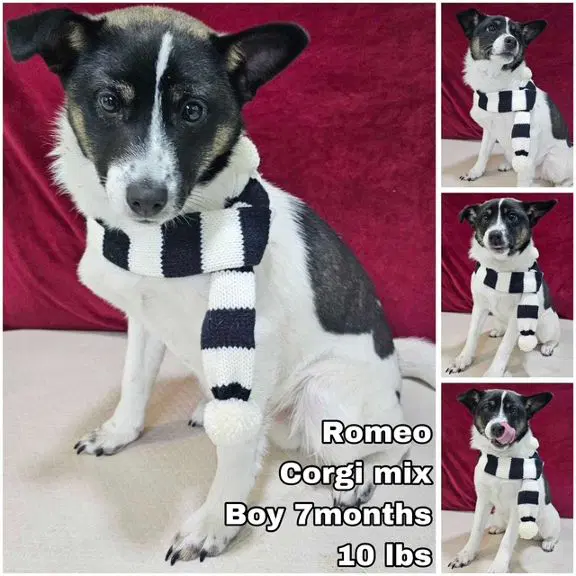 Romeo From Korea - Corgi