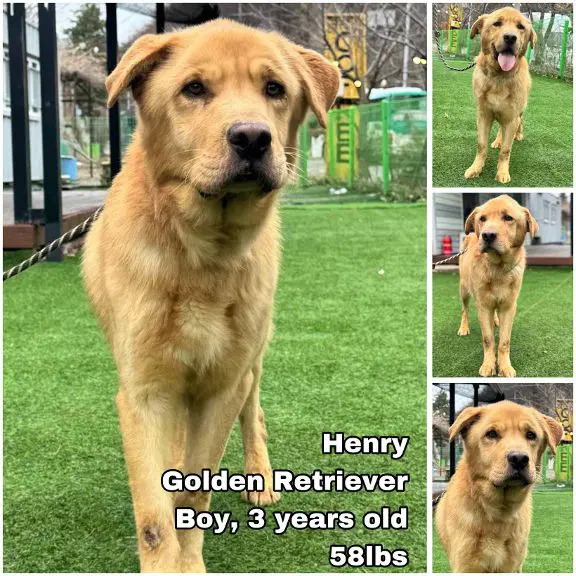 Henry From Korea - Golden Retriever