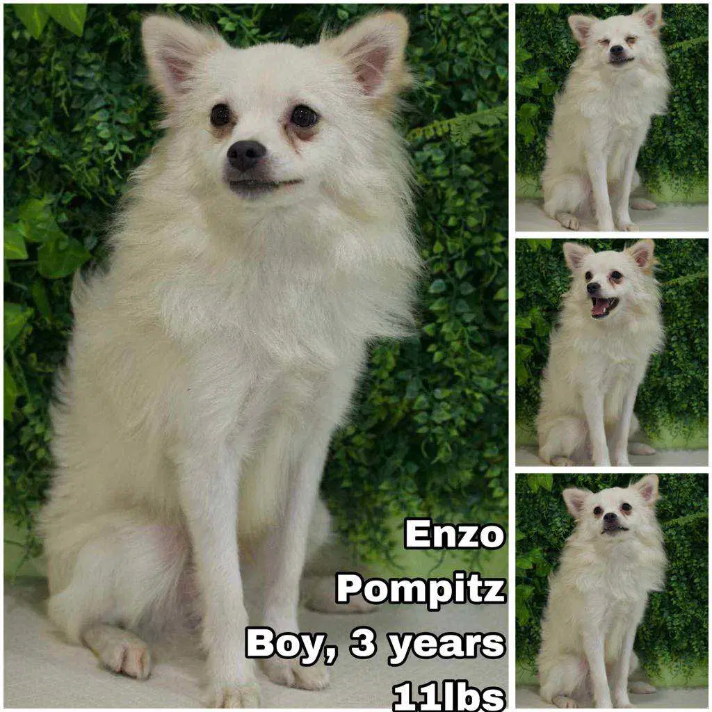 Enzo From Korea - Pomeranian
